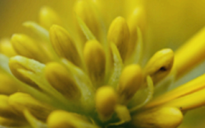 Comprendre et utiliser les CSS : Le positionnement par bloc